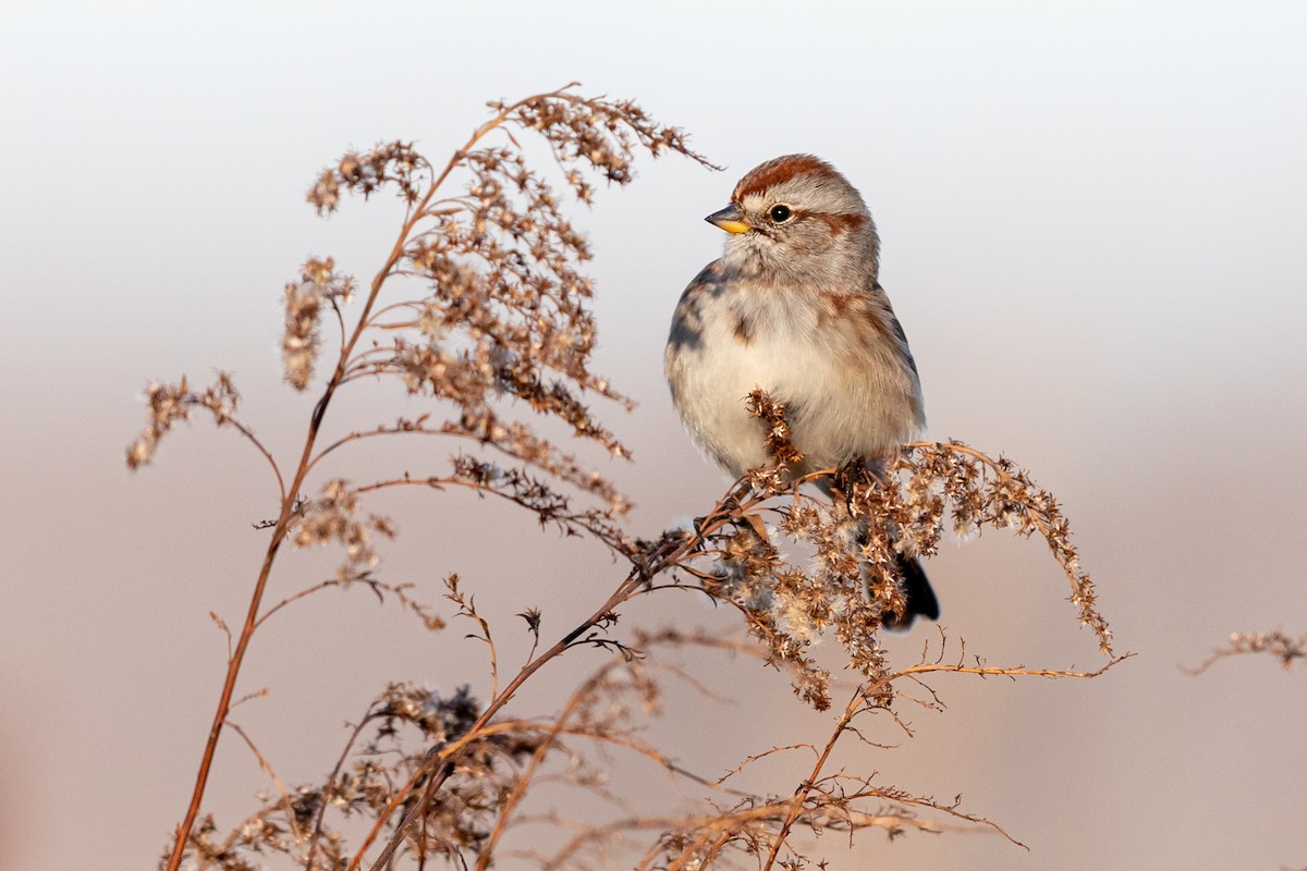American Tree Sparrow - Brad Imhoff