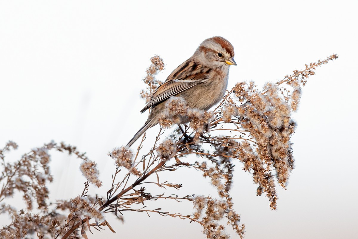 American Tree Sparrow - ML191592901