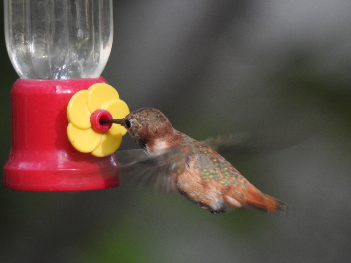 Rufous Hummingbird - ML191593261