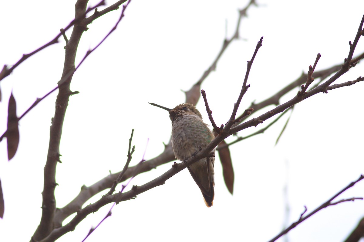 Anna's Hummingbird - Joseph Bieksza
