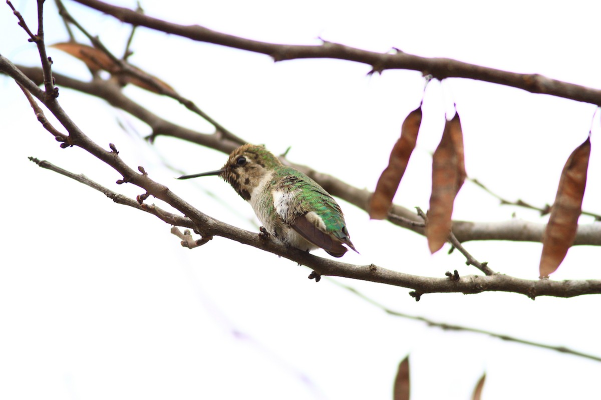 Anna's Hummingbird - ML191594751