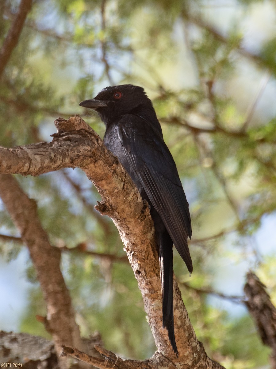 Fork-tailed Drongo - ML191594991