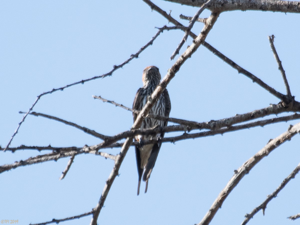 Lesser Striped Swallow - ML191595181