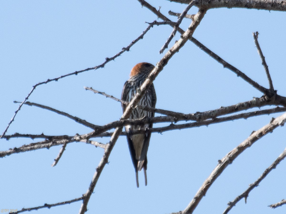 Lesser Striped Swallow - ML191595191