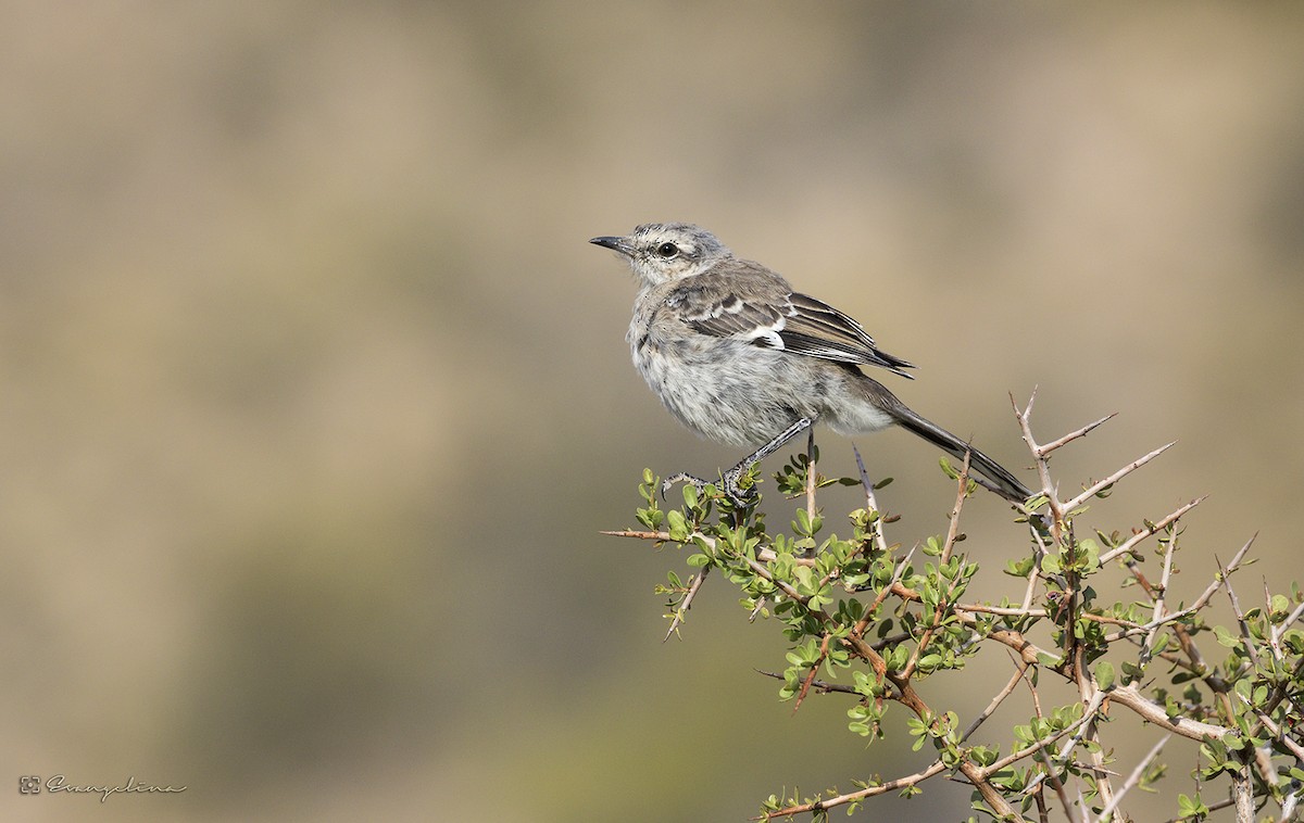 Patagonian Mockingbird - ML191595321
