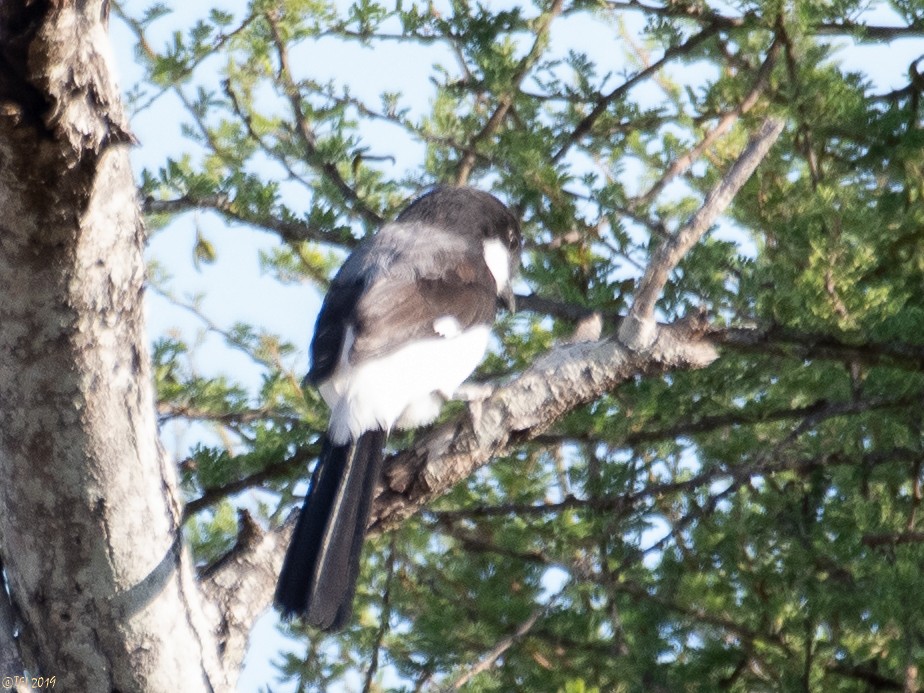 Long-tailed Fiscal - ML191595441