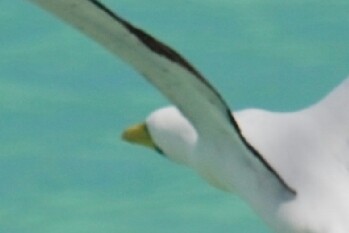 Masked Booby - ML191597471