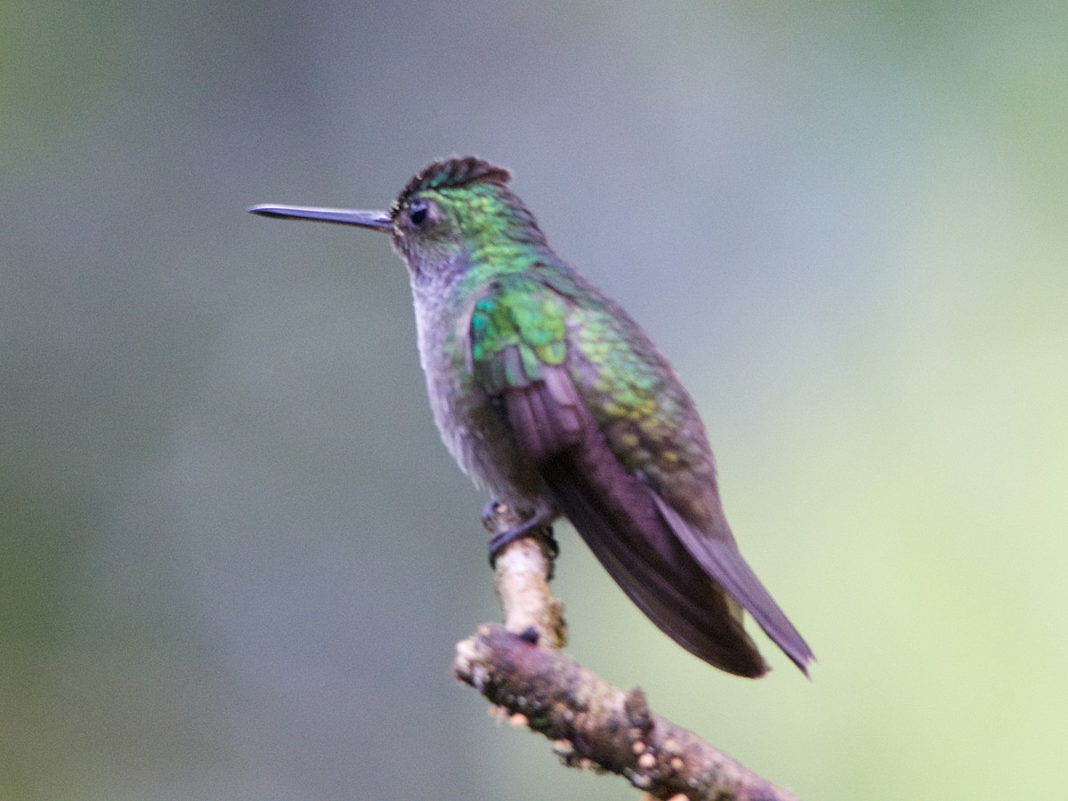 Charming Hummingbird - Michael Tromp