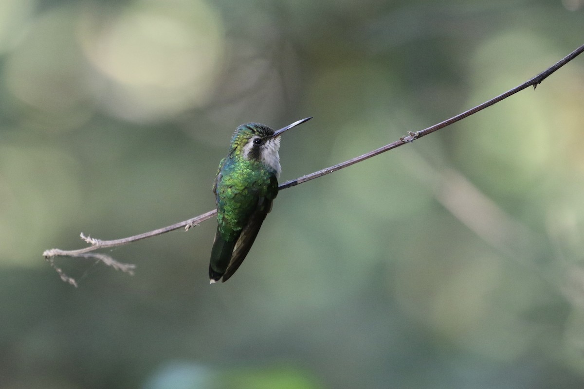 kolibřík Canivetův (ssp. salvini/osberti) - ML191601181