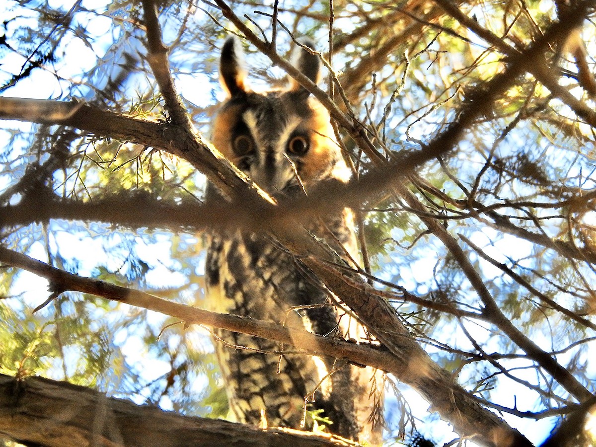Long-eared Owl - ML191602231