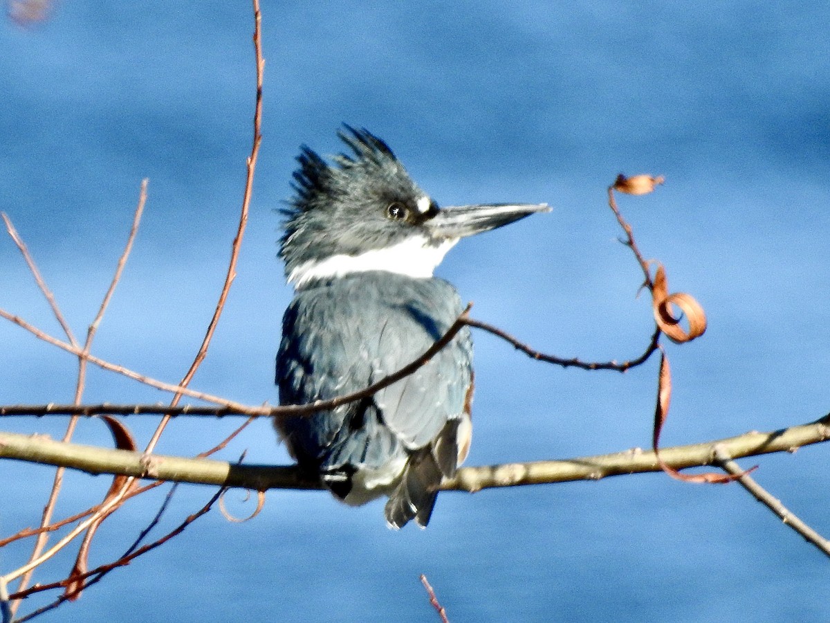 Belted Kingfisher - Marian Mcsherry