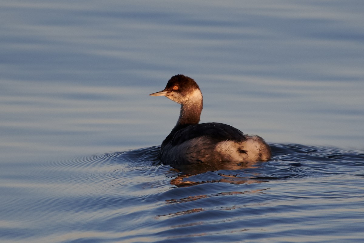 Eared Grebe - Chase Moxley