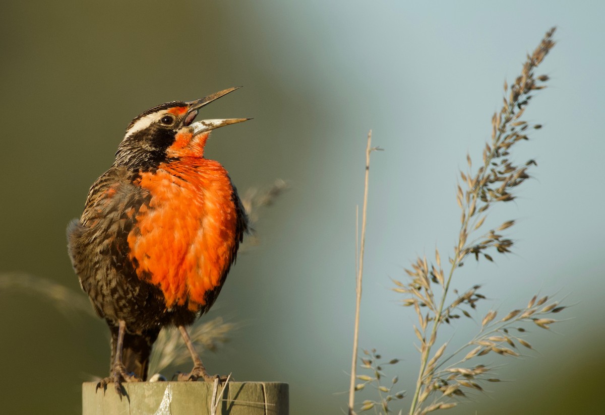 Long-tailed Meadowlark - Shirley Pulgar Hughes