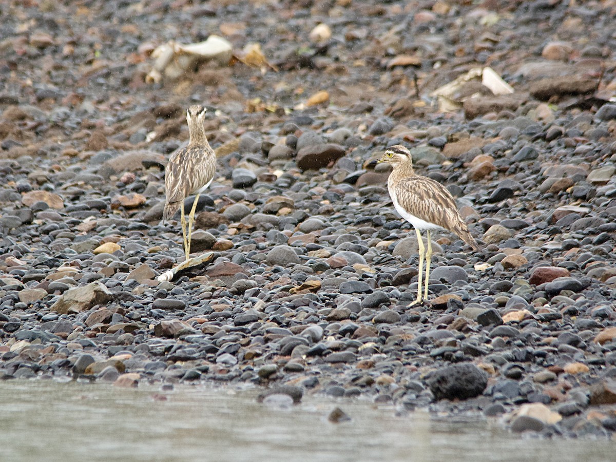 Double-striped Thick-knee - ML191606581