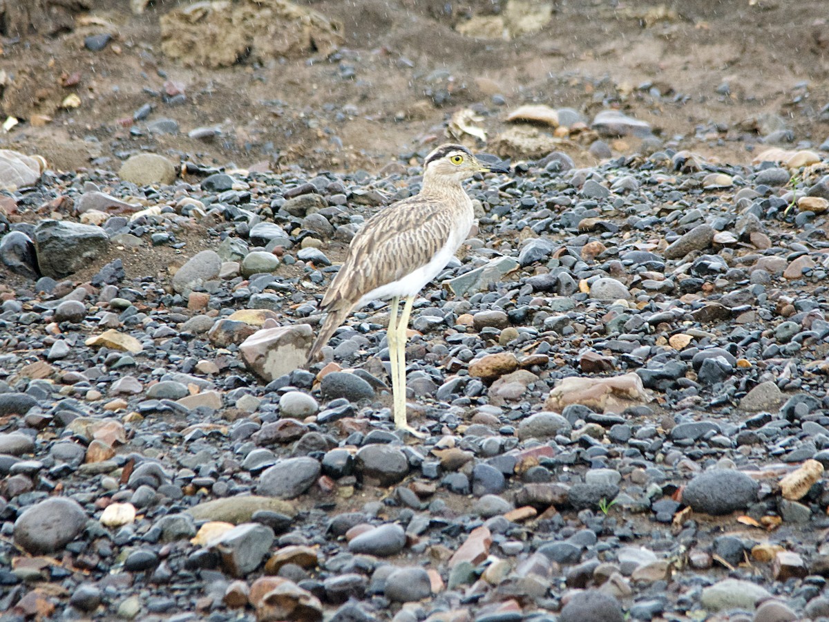 Double-striped Thick-knee - ML191606601