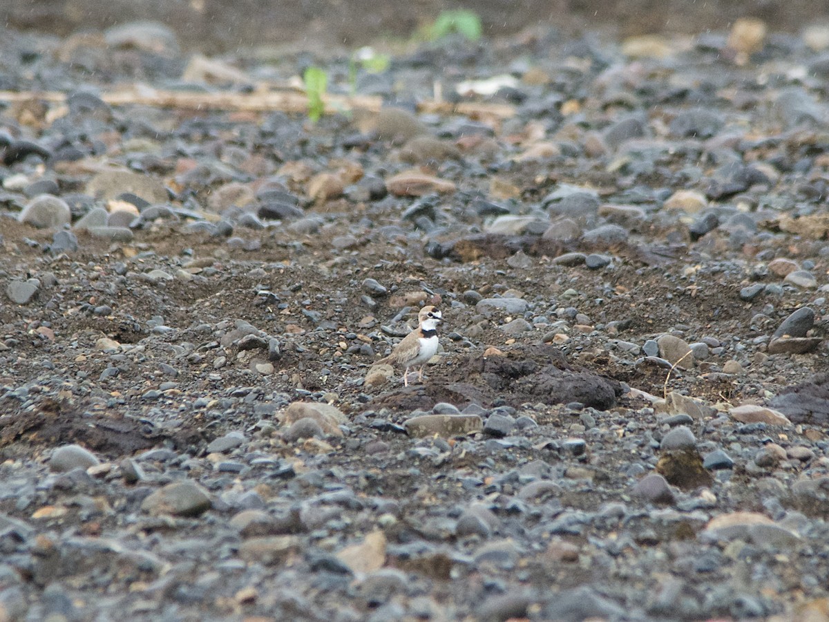 Collared Plover - ML191606681