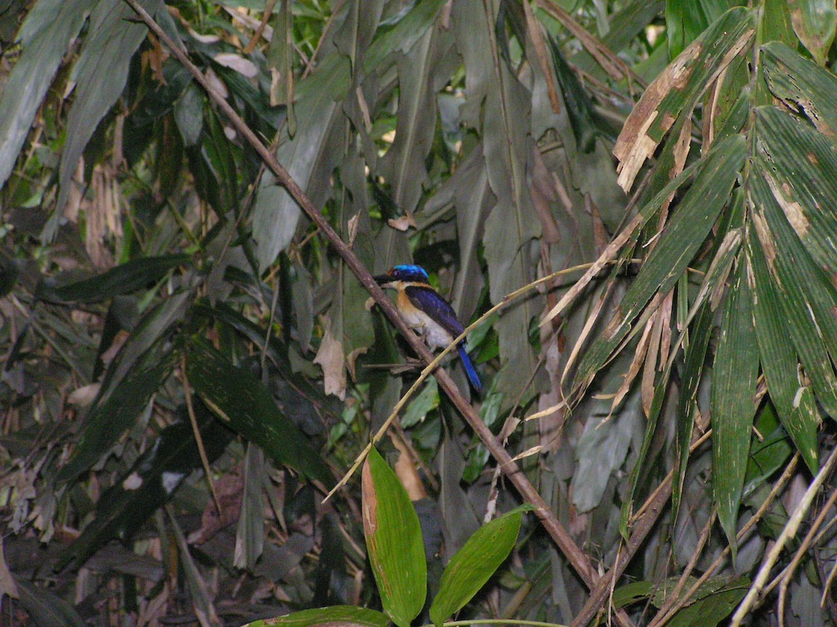 Rufous-lored Kingfisher - Djop Tabaranza