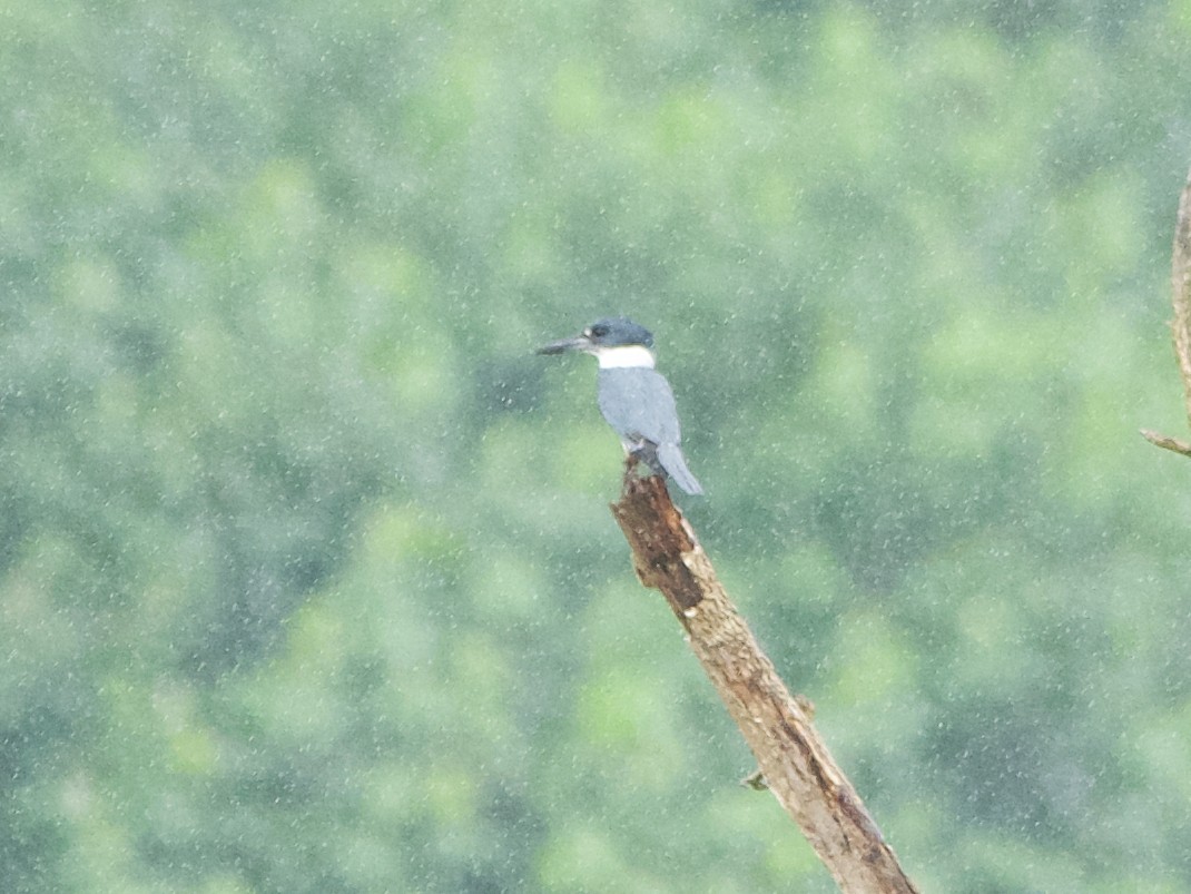 Belted Kingfisher - ML191607551