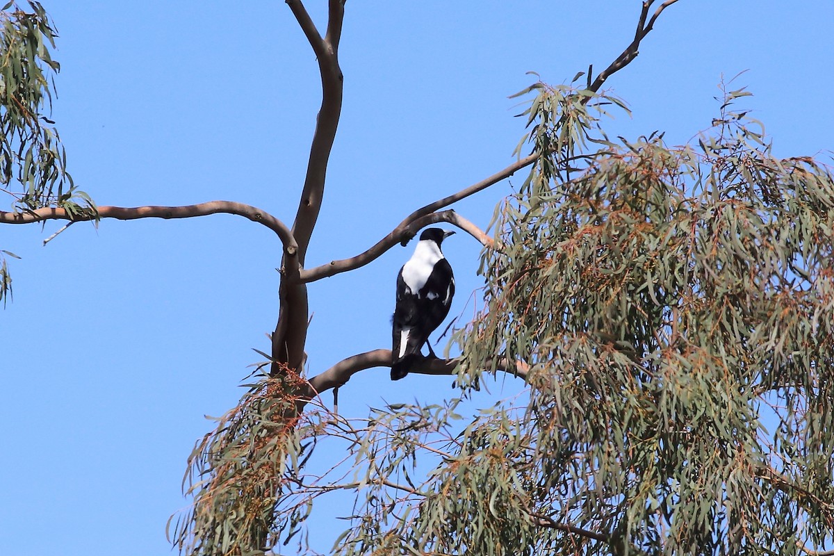 Australian Magpie - John Mercer