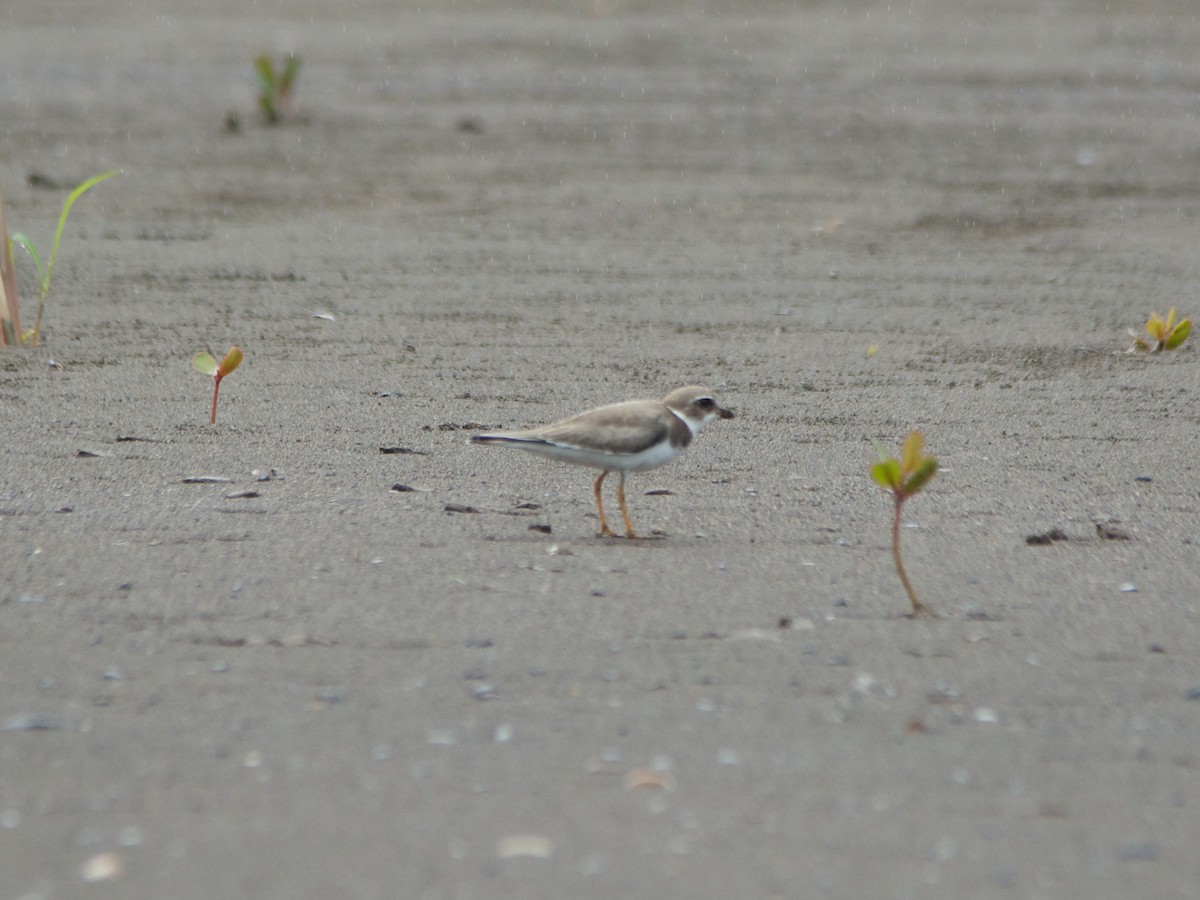 Semipalmated Plover - ML191608071