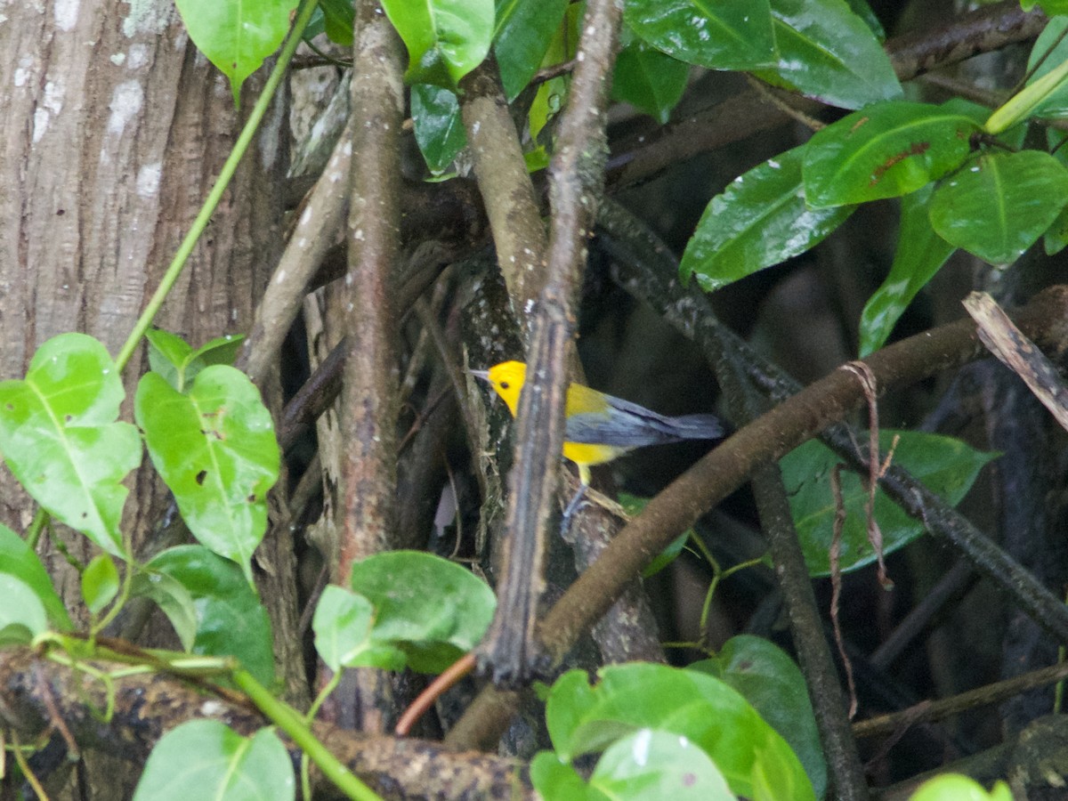 Prothonotary Warbler - ML191609731