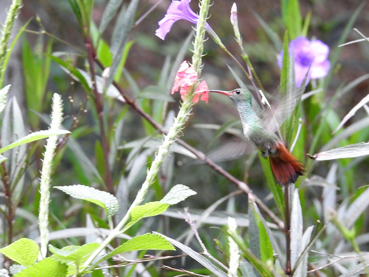 Rufous-tailed Hummingbird - Glenda Tromp