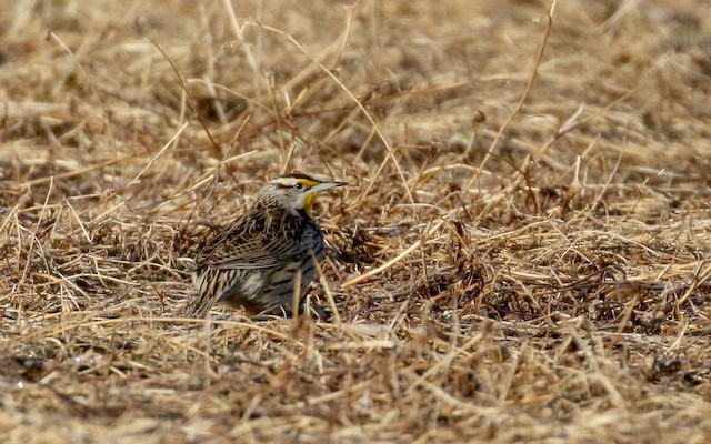 Eastern Meadowlark (Eastern)