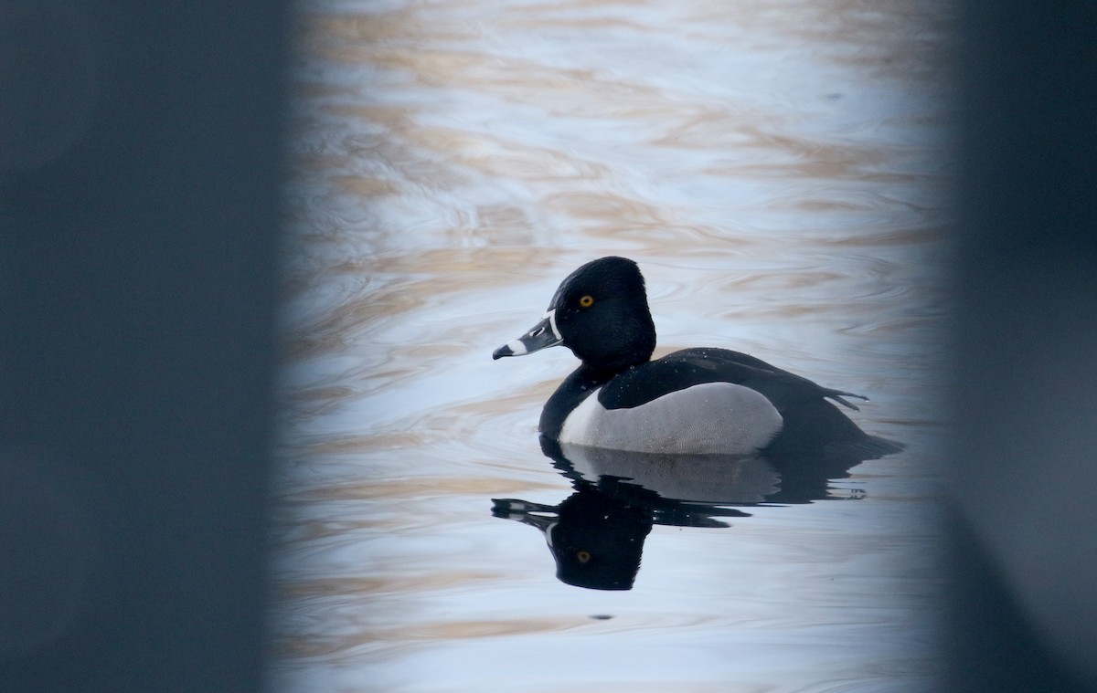 Ring-necked Duck - ML191613491