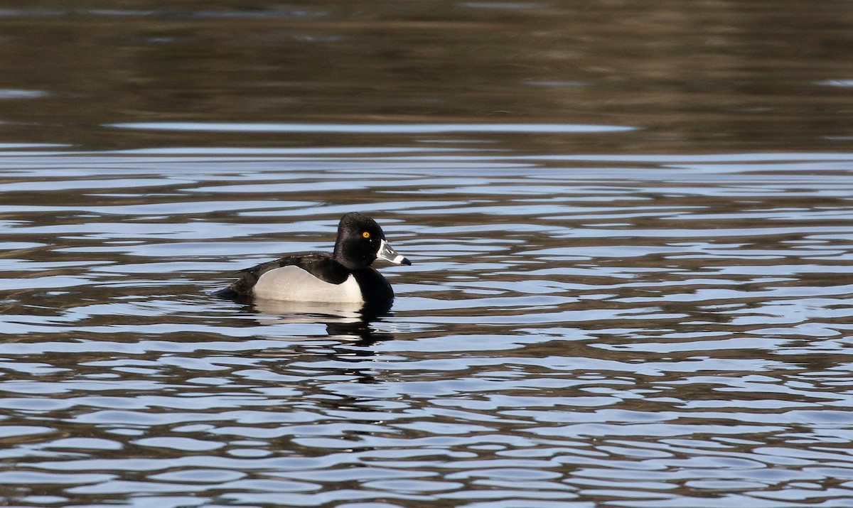 Ring-necked Duck - ML191613601