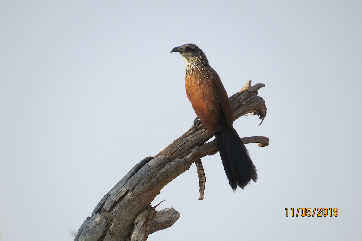 White-browed Coucal - Monica Nugent