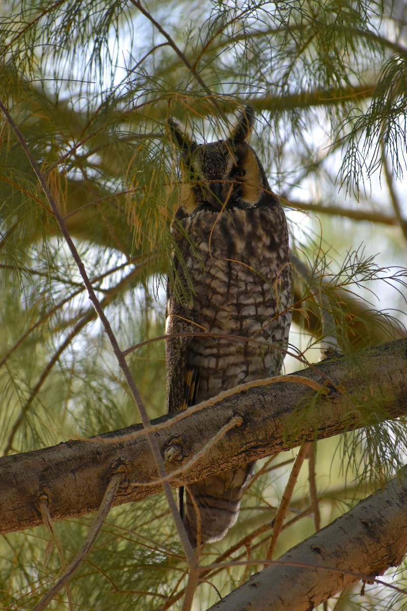 Long-eared Owl - ML191615271