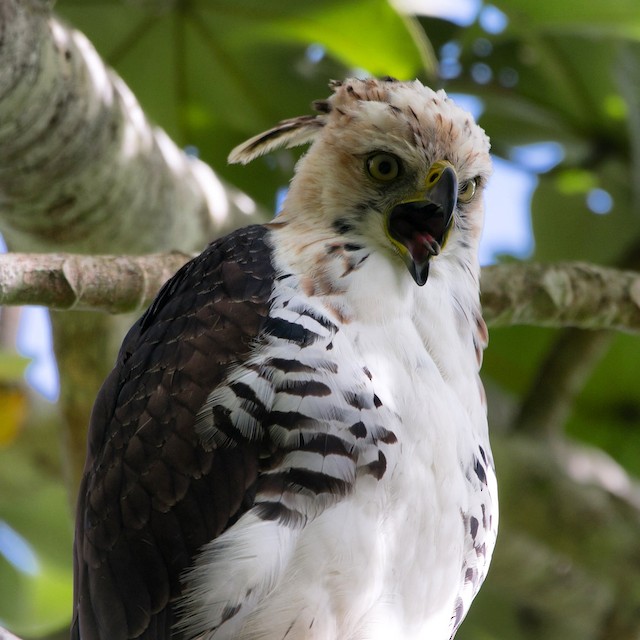 white ornate hawk eagle