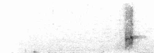 Beringstrandläufer (ptilocnemis) - ML191627741