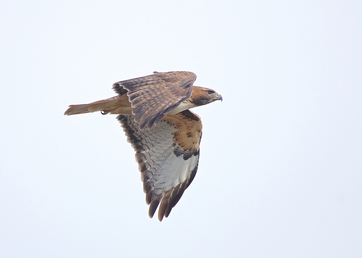Red-tailed Hawk - ML191628301