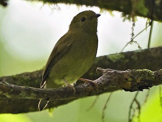 ボリビアセアオマイコドリ - eBird