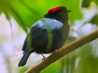 ボリビアセアオマイコドリ - eBird