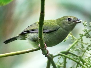 ボリビアセアオマイコドリ - eBird