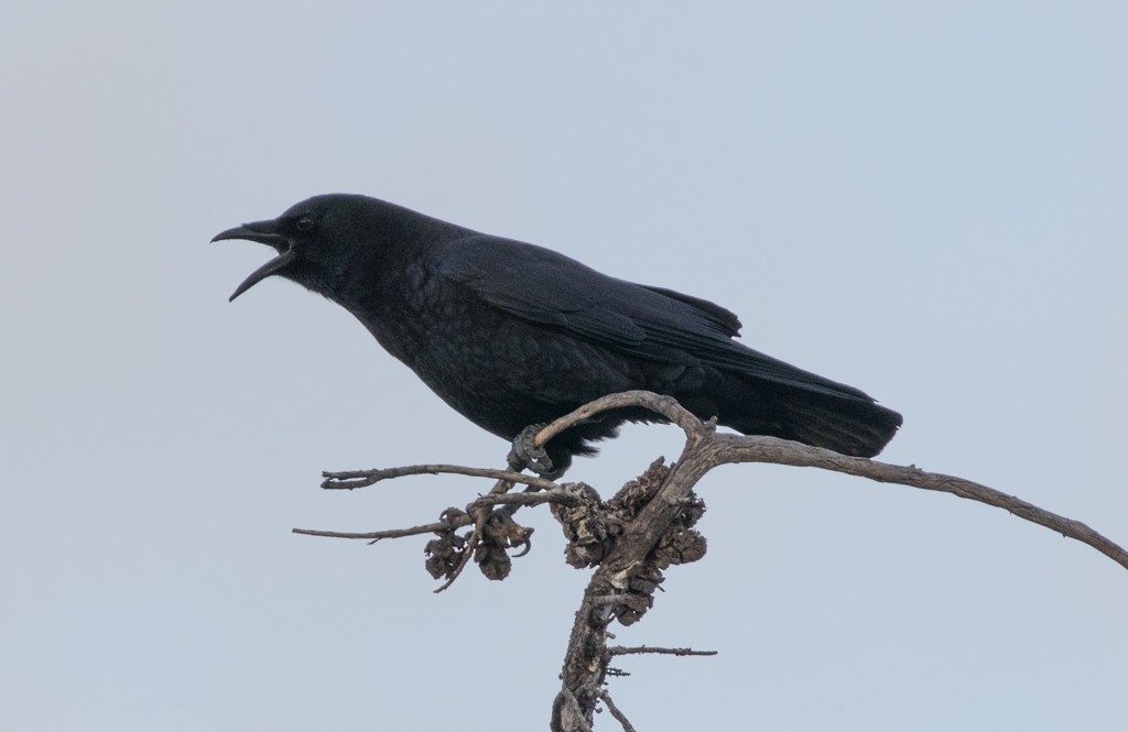 American Crow - Lindy Fung