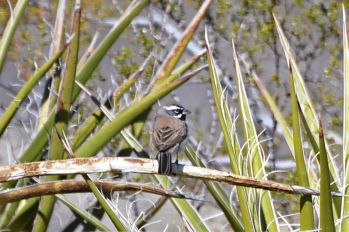 Black-throated Sparrow - ML191631091