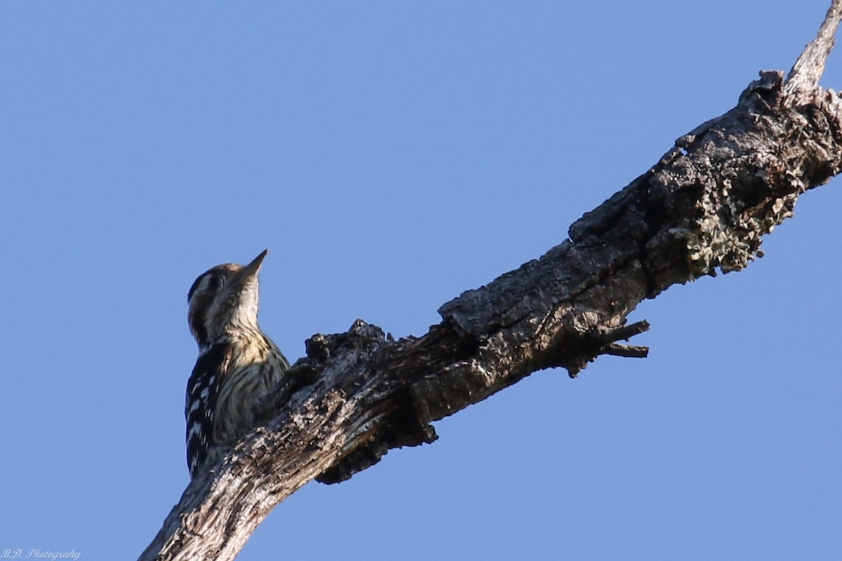 Stripe-breasted Woodpecker - ML191634231
