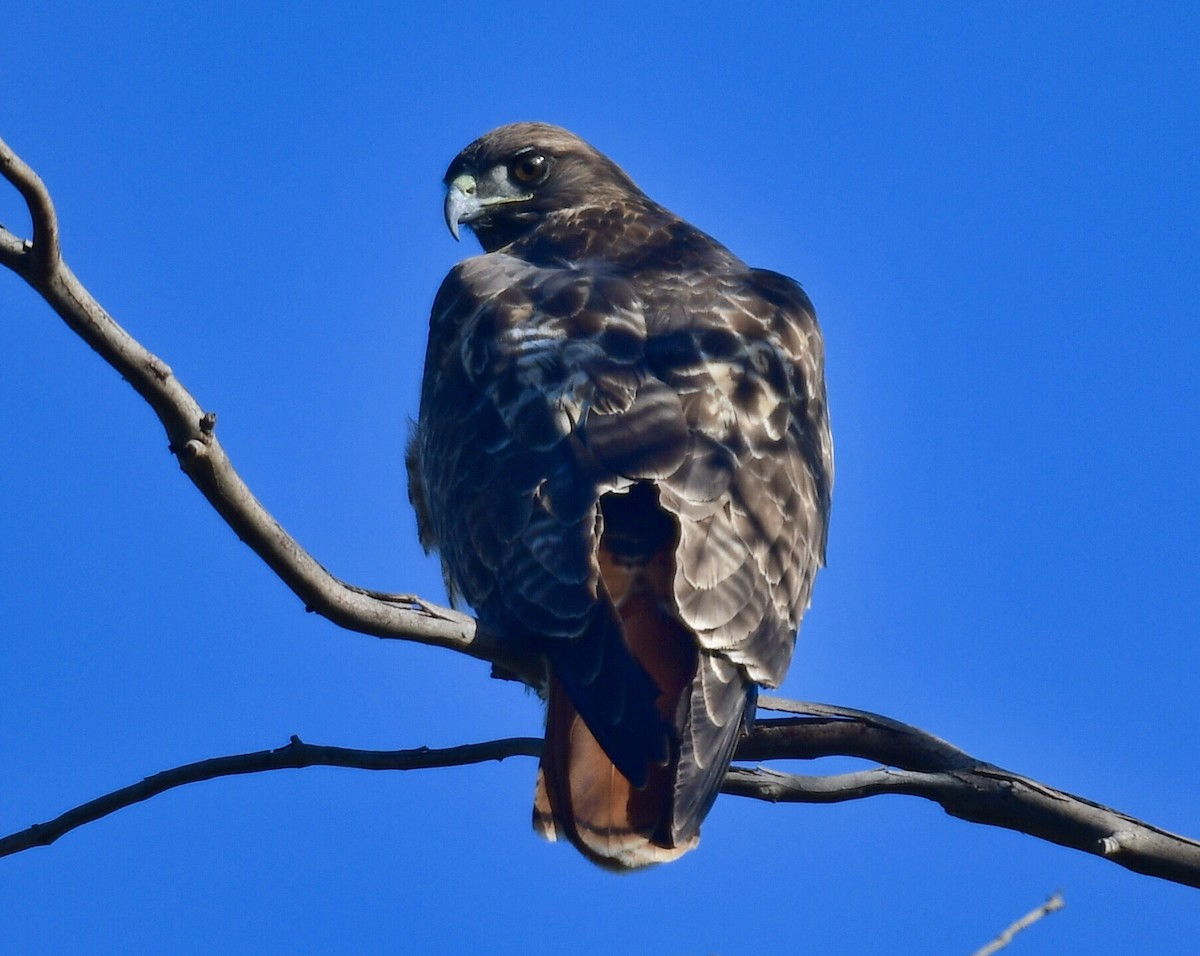 Red-tailed Hawk - ML191634661