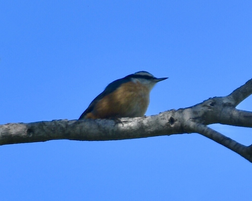 Red-breasted Nuthatch - ML191635361