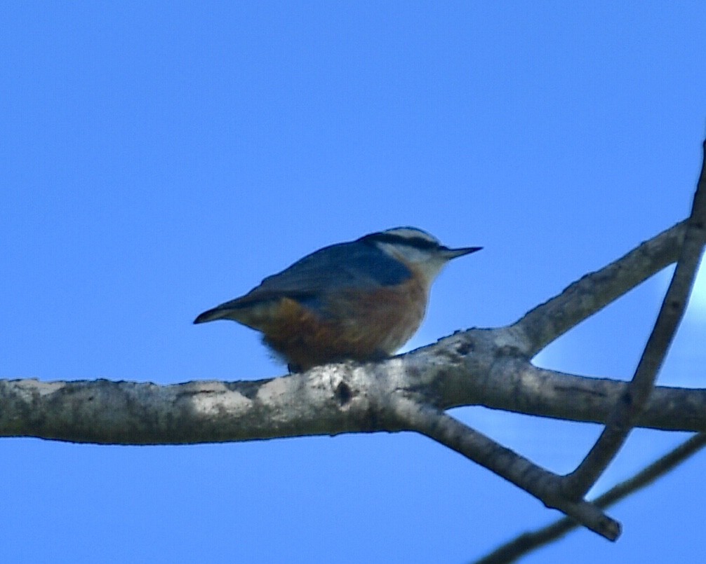 Red-breasted Nuthatch - ML191635391