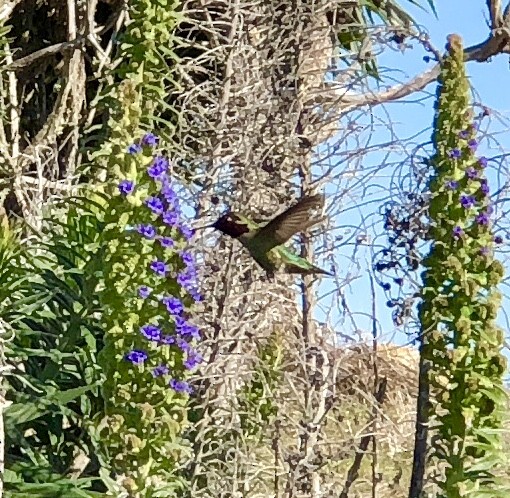 Anna's Hummingbird - ML191635791