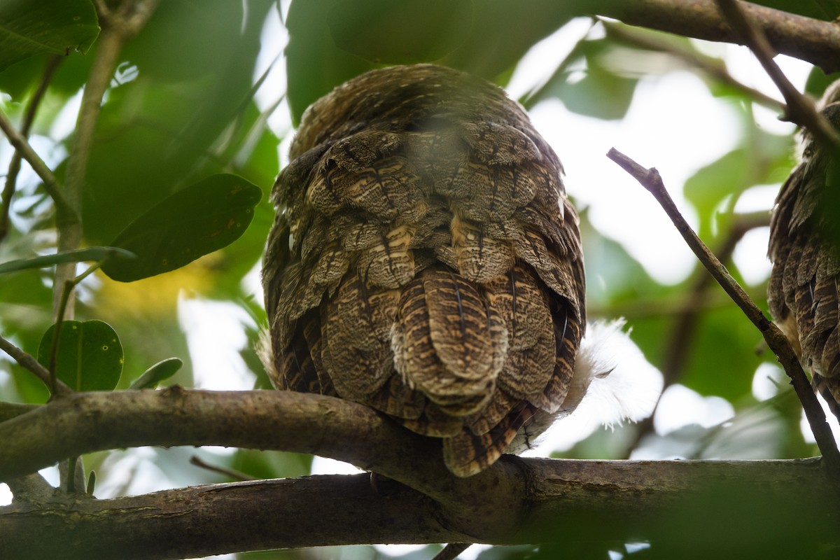 Tropical Screech-Owl - Steve Rappaport