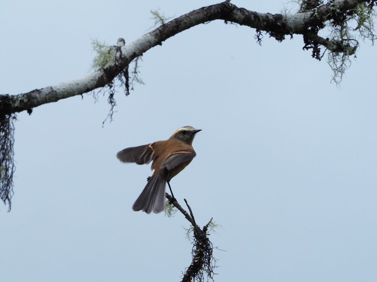 Brown-backed Chat-Tyrant - Scott Ramos