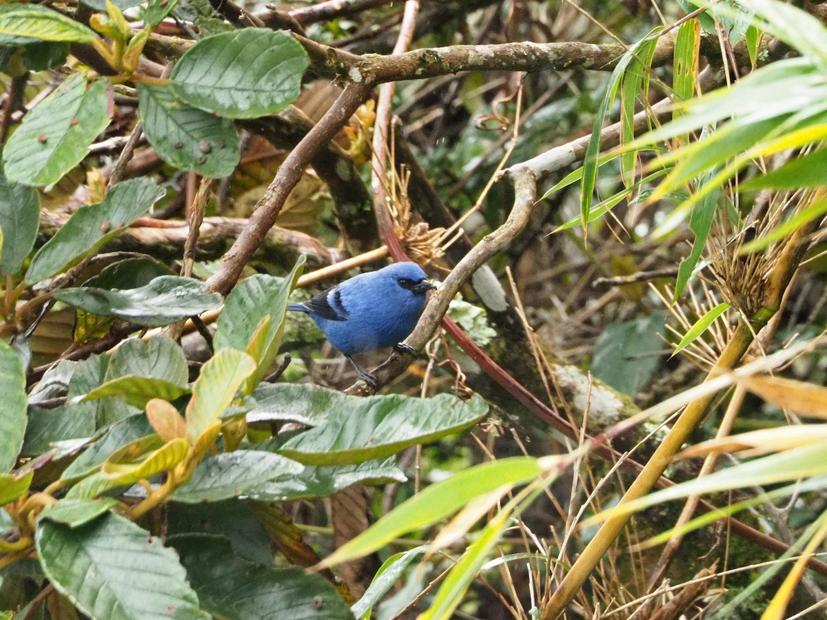 Blue-and-black Tanager - ML191640571