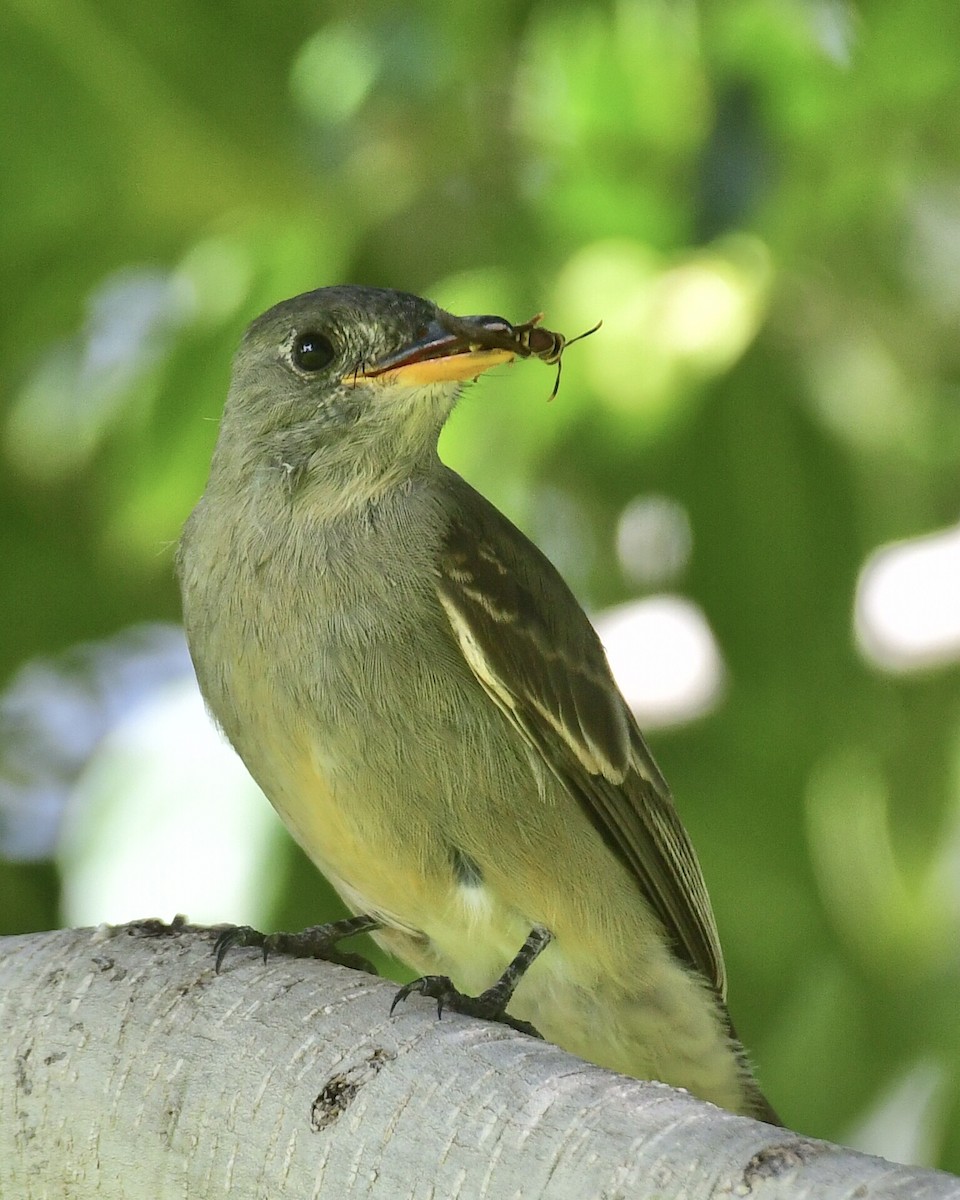 Greater Pewee - ML191640921