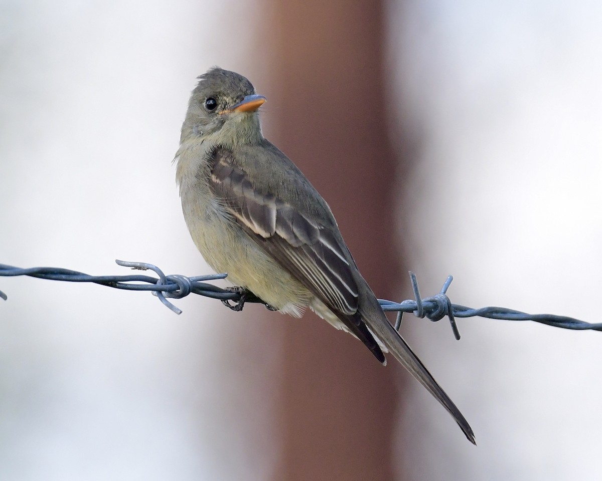 Greater Pewee - ML191640941