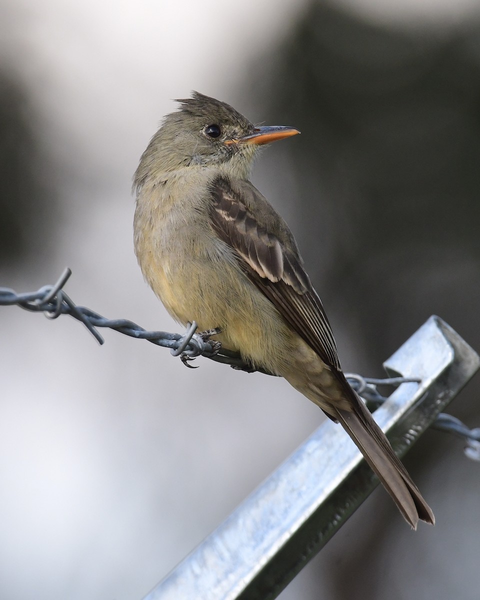 Greater Pewee - ML191640951